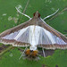 Diaphania hyalinata - Photo 由 David Beadle 所上傳的 (c) David Beadle，保留所有權利