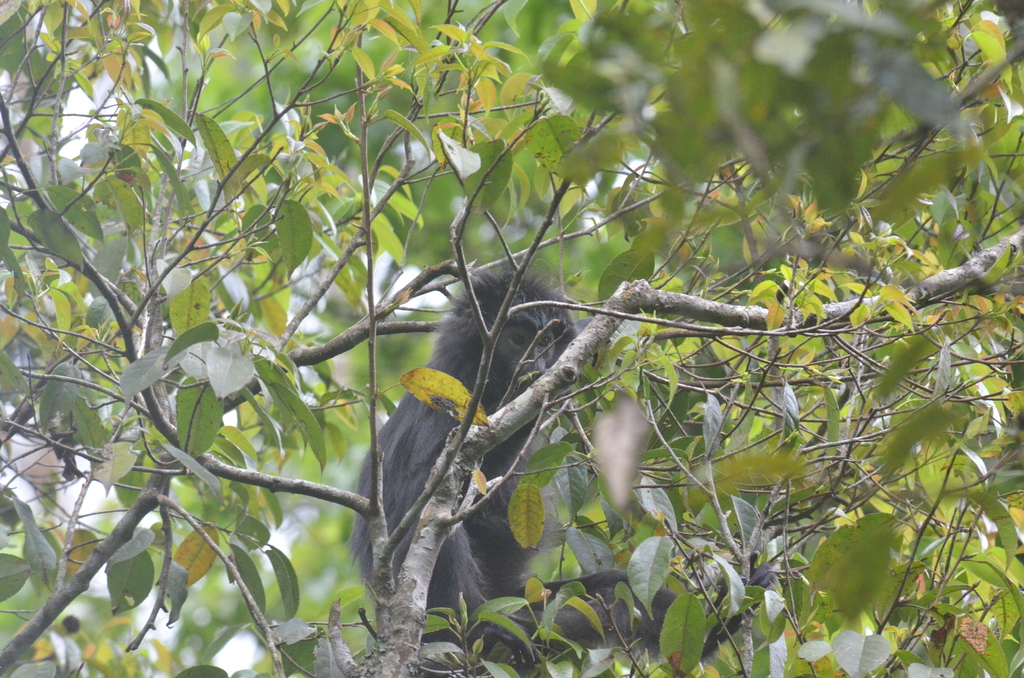 West Javan Langur in April 2021 by indy maqdisa f · iNaturalist