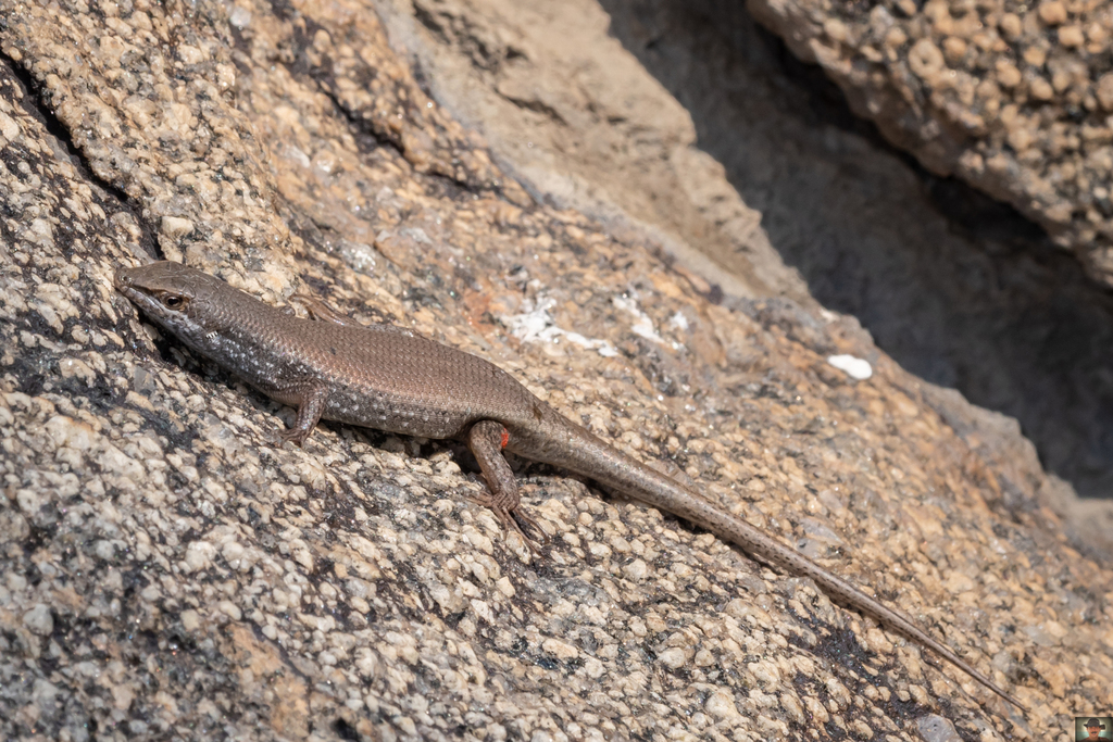 Chimban Mabuya (Trachylepis chimbana)