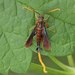 Clematis Clearwing Moth - Photo (c) David Beadle, all rights reserved, uploaded by dbeadle