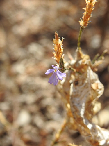 purple scalystem