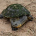 Big-headed Pantanal Swamp Turtle - Photo (c) Jake Scott, all rights reserved, uploaded by Jake Scott