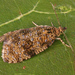 Astronomer Moth - Photo (c) David Beadle, all rights reserved, uploaded by David Beadle