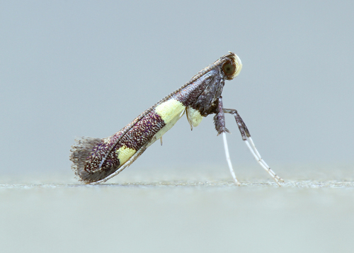 Dogwood Leaf-roller Moth