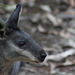 Black-gloved Wallaby - Photo (c) tobyy12345, all rights reserved