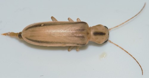 Hypasclera pleuralis