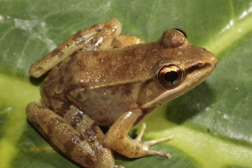 Vaillant's Frog
