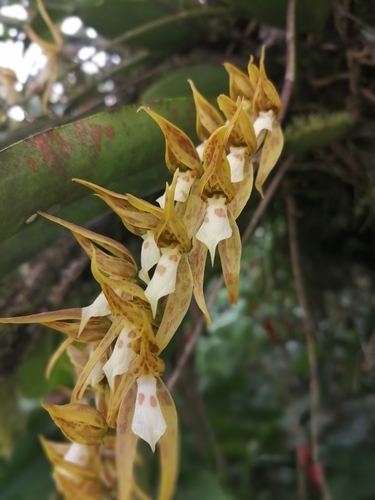 Warszewicz's Brassia