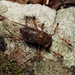 Psaltoda brachypennis - Photo (c) stevo1, כל הזכויות שמורות