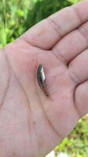Cnesterodon brevirostratus · iNaturalist