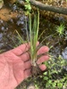 Appalachian Quillwort - Photo (c) Ed Lickey, all rights reserved, uploaded by Ed Lickey