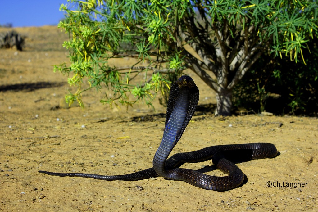 Naja tripudians, Print, Naja is a genus of venomous elapid snakes known as  cobras. Several other genera include species commonly called cobras (for  example the ring-necked spitting cobra and the king cobra)
