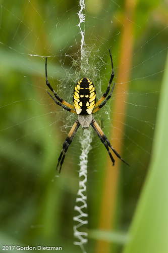 poisonous spiders black and yellow