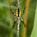 Yellow Garden Spider - Photo (c) Gordon Dietzman, all rights reserved, uploaded by Gordon Dietzman