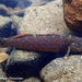 Redfin Darter - Photo (c) Dustin Lynch, all rights reserved, uploaded by Dustin Lynch