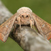 Sack-bearer Moths - Photo (c) David Beadle, all rights reserved, uploaded by David Beadle