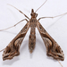 Eggplant Leafroller Moth - Photo (c) Gary McDonald, all rights reserved, uploaded by Gary McDonald