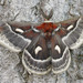 Columbia Silk Moth - Photo (c) David Beadle, all rights reserved, uploaded by David Beadle
