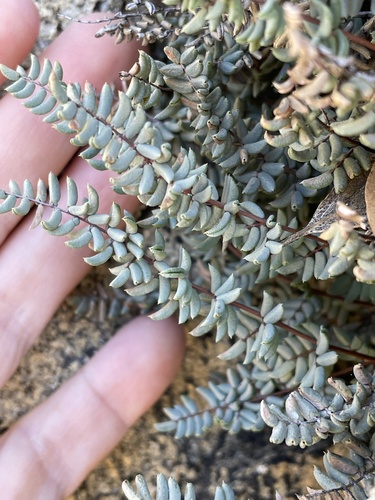 Pellaea X glaciogena