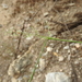 Muhlenbergia tenuifolia - Photo (c) Arturo Cruz, כל הזכויות שמורות, הועלה על ידי Arturo Cruz
