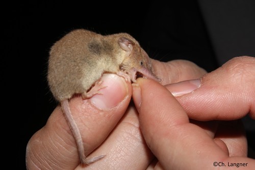 Mauritanian Shrew (Crocidura lusitania) — Least Concern Mammalia