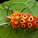 Ocellated Shield Bug - Photo (c) Jithesh Pai, all rights reserved, uploaded by Jithesh Pai
