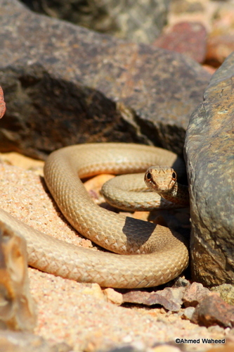 Egyptian Sand Snake