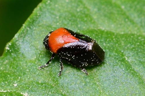Hindoloides bipunctata