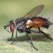 Besseria - Photo (c) Rui Andrade, all rights reserved