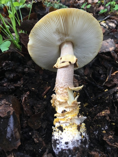 Western Yellow-veiled Amanita