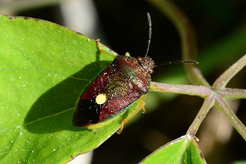 Chalazonotum ishiharai · iNaturalist