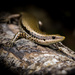 Puerto Rican Skink - Photo (c) anolis23, all rights reserved, uploaded by anolis23