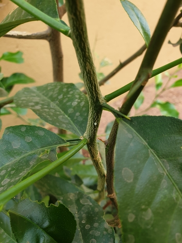 Citrus Swallowtail