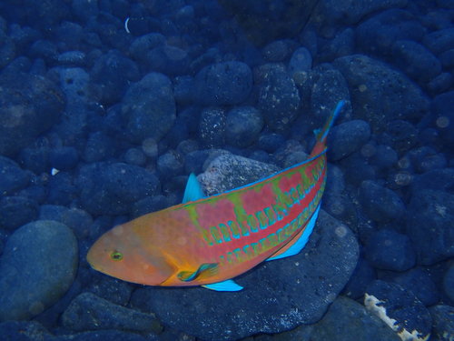 Christmas Wrasse