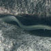 Malawi Spiny Eel - Photo (c) Alexander Tiepsman, all rights reserved, uploaded by Alexander Tiepsman
