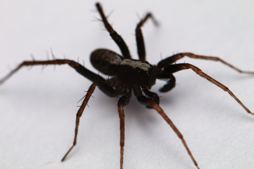 Pardosa saltans