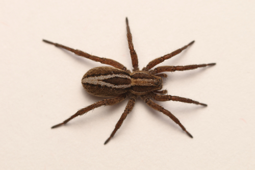 Alopecosa cuneata