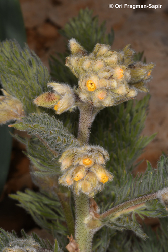 Biebersteiniaceae