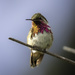 Bumblebee Hummingbird - Photo (c) Jorge Castro Urbiola, all rights reserved, uploaded by Jorge Castro Urbiola
