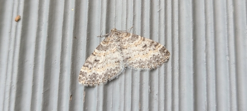 Powdered Bigwing Moth