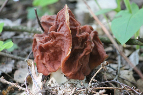 Neogyromitra grandis
