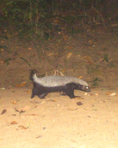 Ratel