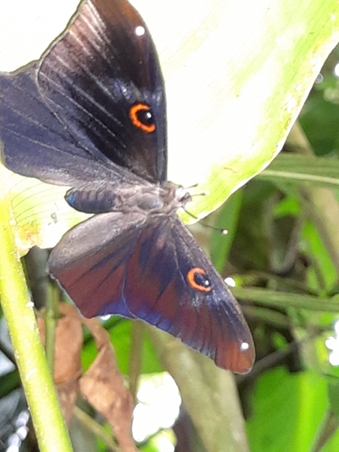 Teratophthalma monochroma · iNaturalist