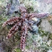 Many-armed Starfish - Photo (c) mr_ehms, all rights reserved, uploaded by mr_ehms