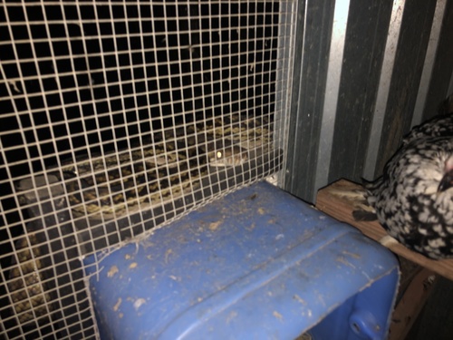 Australian Scrub Python sighting