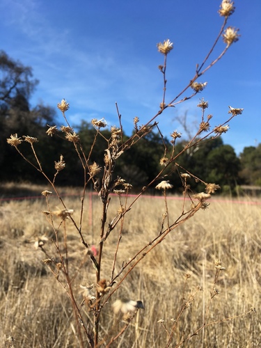 iNaturalist observation photo of Sunflowers, Daisies, Asters, and Allies