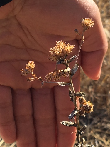 iNaturalist observation photo of Sunflowers, Daisies, Asters, and Allies