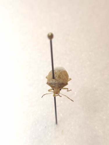 iNaturalist observation photo of Stink Bugs