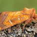 Osmunda Borer Moth - Photo (c) David Beadle, all rights reserved, uploaded by David Beadle