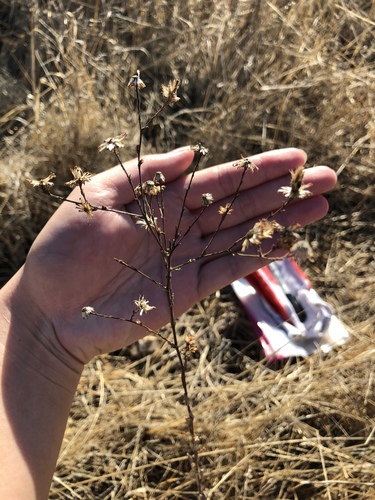 iNaturalist observation photo of Sunflowers, Daisies, Asters, and Allies